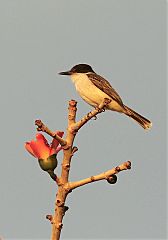 Loggerhead Kingbird